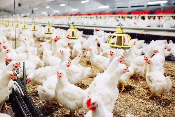 Endüstri Kıskacında Pişmemiş Tavuğun Başına Gelenler!