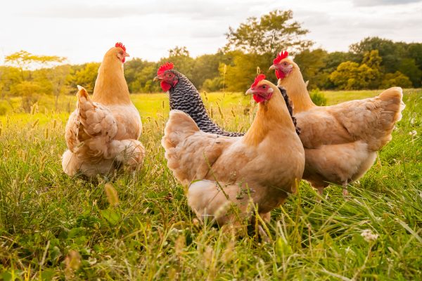 Helal ve Sağlıklı Tavuk Üretim Sürecimiz Hakkında